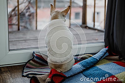 Pet fashion, Pampered pets, Dog Clothes, Dog Puppy Apparel Accessories Custume. Cute toy terrier hihuahua in fluffy Stock Photo