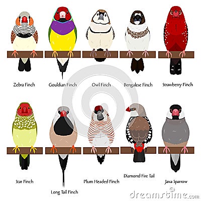 Pet finches bundle Stock Photo