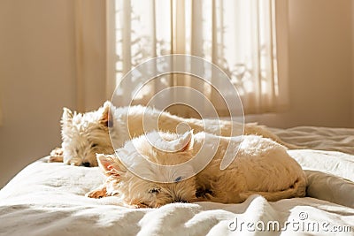 Pet friendly accommodation: lazy west highland white terrier westie dogs having morning sleep in on bed Stock Photo