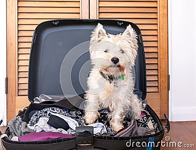 Pet friendly accommodation: scruffy west highland white terrier Stock Photo