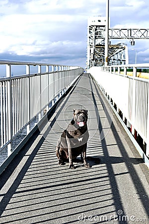 Pet on gil hodges memorial bridge of new york usa Stock Photo