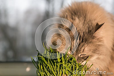 Pet grass, Cat grass. Cat is eating a cat grass. Stock Photo