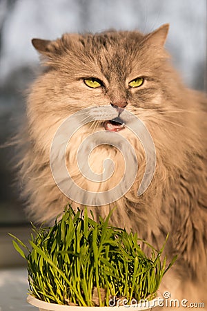 Pet grass, Cat grass. Cat is eating a cat grass. Stock Photo