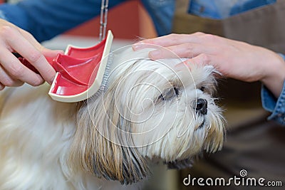 Pet groomer brushing dog Stock Photo