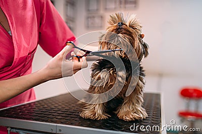 Pet groomer makes grooming dog Stock Photo