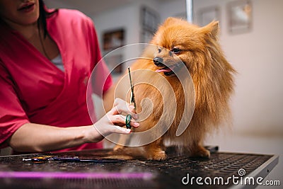Pet groomer makes grooming dog Stock Photo