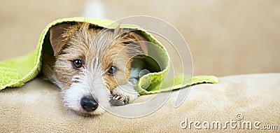 Pet grooming concept, web banner of a furry happy dog puppy with towel Stock Photo