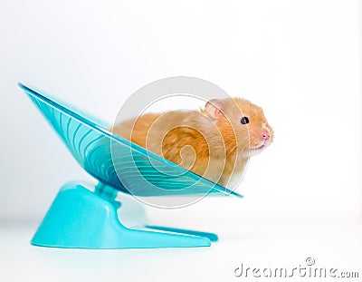 A pet hamster on an exercise wheel Stock Photo