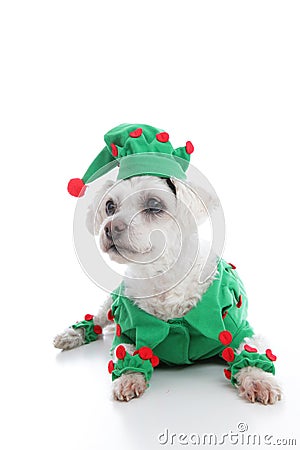 Pet Jester or Christmas Elf Stock Photo