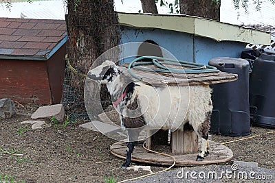 Farm Animal Series - Milk Goat Breeds Editorial Stock Photo