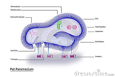 Pet Paramecium Cartoon Illustration