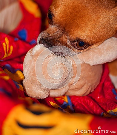 Pet and peluche Stock Photo