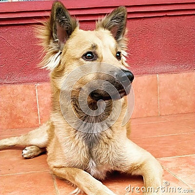 Pet photography- cute German shepherd dog stock photography Stock Photo