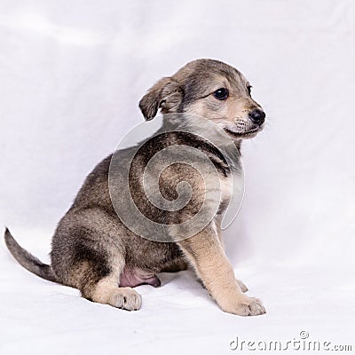 Pet little gray puppy Stock Photo