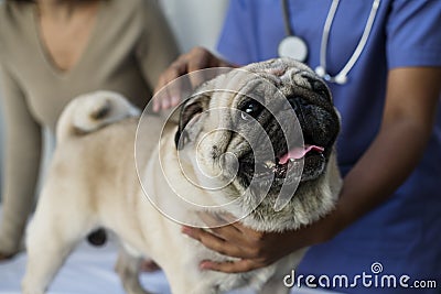 Pet pug in a veterinary clinic Stock Photo