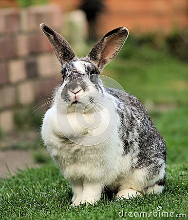 Pet Rabbit Stock Photo