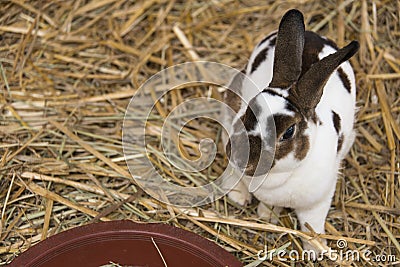 Pet Rabbit Stock Photo