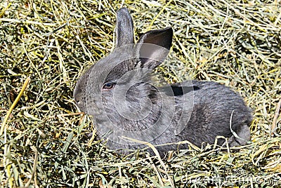 Pet rabbit Stock Photo