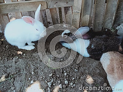 Pet rabbit behind the house Stock Photo