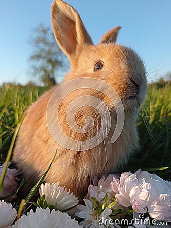 Pet rabbit grass Stock Photo