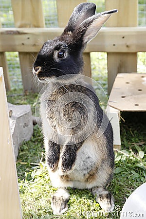 Pet rabbit sit up and beg Stock Photo