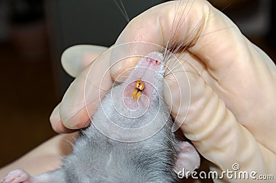 pet rat at the doctor`s veterinarian, examination of teeth Stock Photo