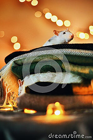 Pet rats in piled of scarf Stock Photo
