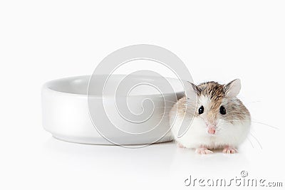 Pet. Roborovski hamster isolated on white background Stock Photo