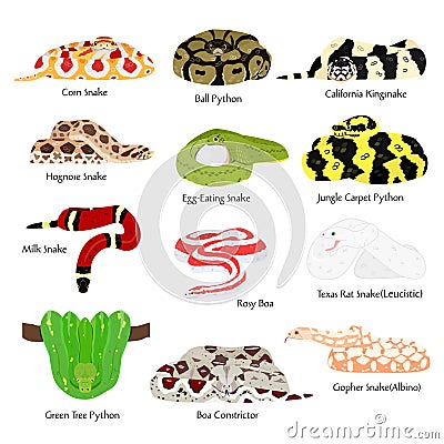 Pet snakes bundle Stock Photo