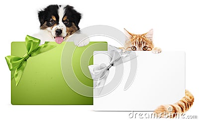 Pet store gift card, puppy dog and kitten cat together isolated on white background, for promotional discounts and wishes a Merry Stock Photo