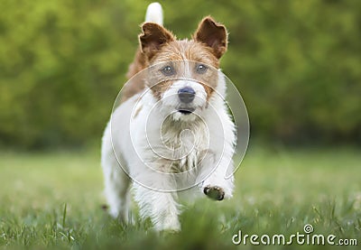 Pet training concept, obedient dog walking in the grass Stock Photo