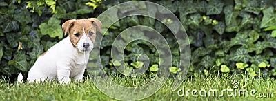 Pet training, obedience concept - jack russell dog puppy sitting Stock Photo