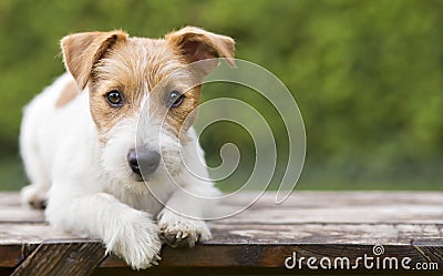 Pet training - smart happy jack russell dog puppy looking Stock Photo