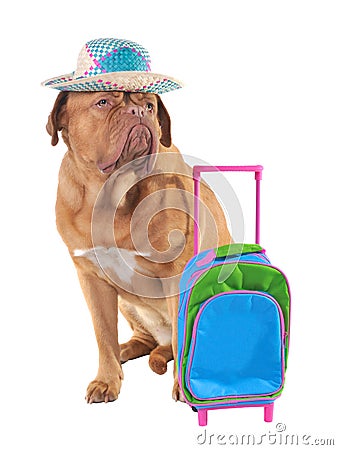 Pet travel concept Stock Photo