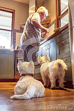 Pet westie dogs hoping retired caucasian owner will drop food co Stock Photo