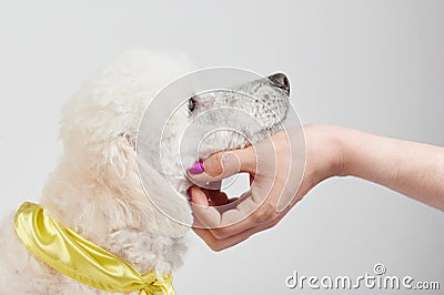 Pet white poodle dog Stock Photo