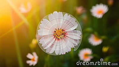 Petal flower background radiates with soft natural light Stock Photo