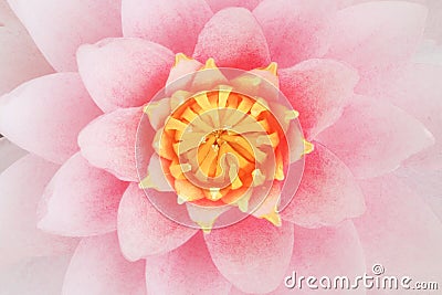 Petal pink lotus flower. Stock Photo