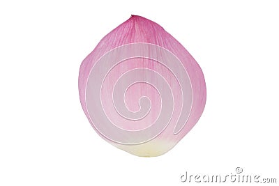 Petal of the pink lotus Stock Photo