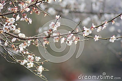 Petal of pink plum flower blossoming within sunny day Stock Photo