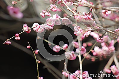 Petal of pink plum flower blossoming within sunny day Stock Photo