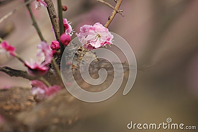 Petal of pink plum flower blossoming within sunny day Stock Photo