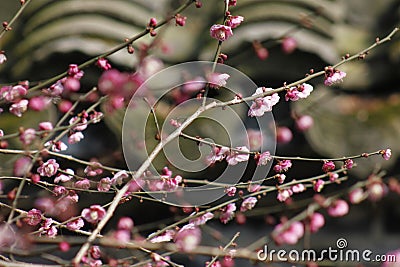Petal of pink plum flower blossoming within sunny day Stock Photo
