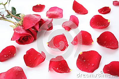 Petal and rose Stock Photo