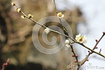 Petal of white plum flower blossoming within sunny day Stock Photo