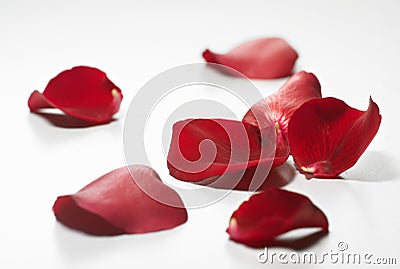 Petals Stock Photo