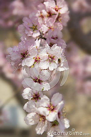 Almond blossom in spring in Bulgaria Stock Photo