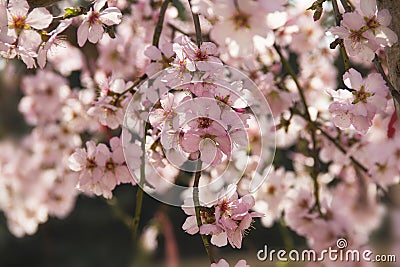 Almond blossom in spring in Bulgaria Stock Photo