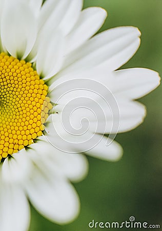 petals daisy flower macro empty place inscription Stock Photo