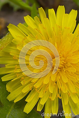 The petals of a dandelion Stock Photo